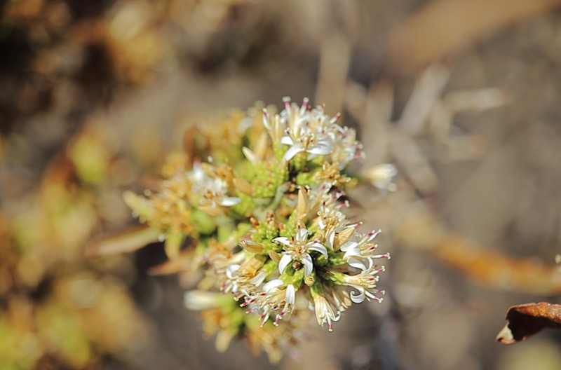 Proustia cuneifolia subsp. cinerea photo 3