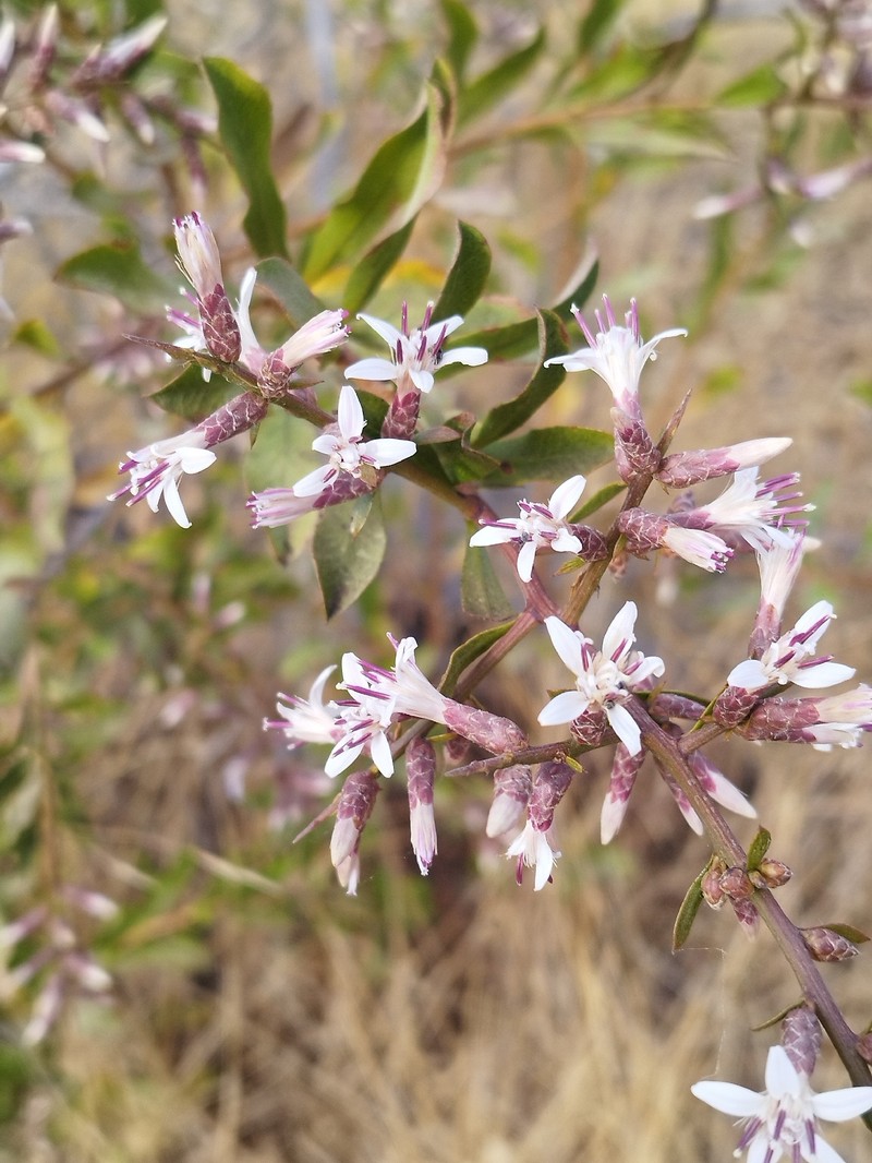 Proustia cuneifolia subsp. cuneifolia