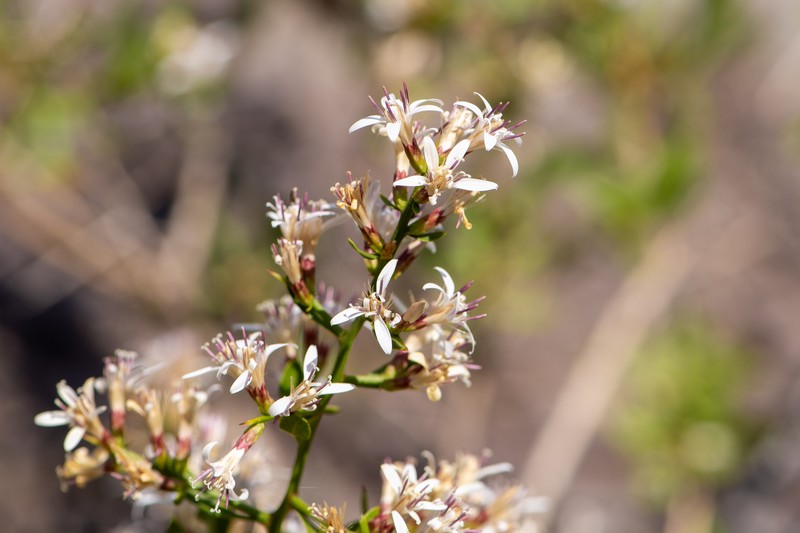 Proustia cuneifolia subsp. cuneifolia photo 2