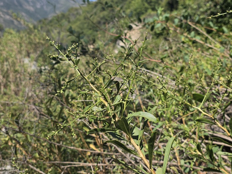 Proustia cuneifolia subsp. cuneifolia photo 3