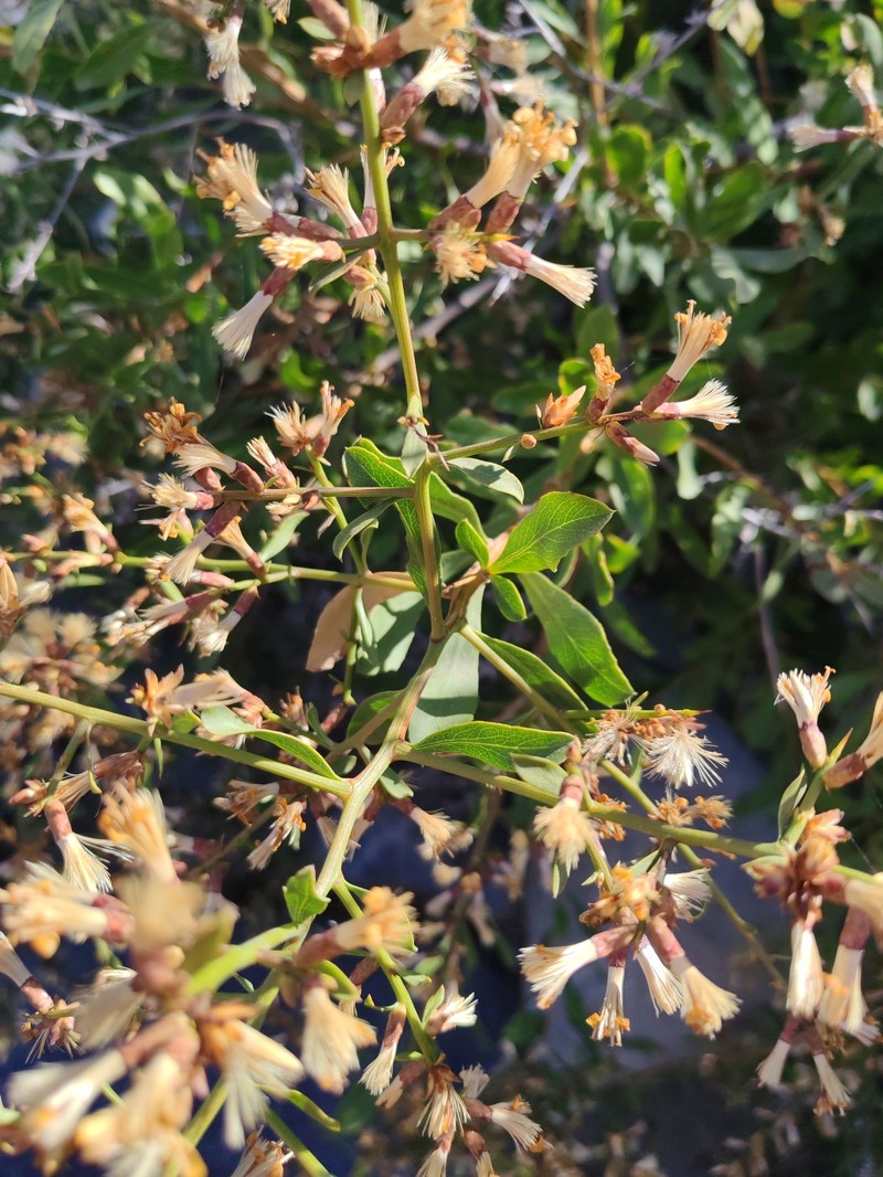 Proustia cuneifolia subsp. cuneifolia photo 4