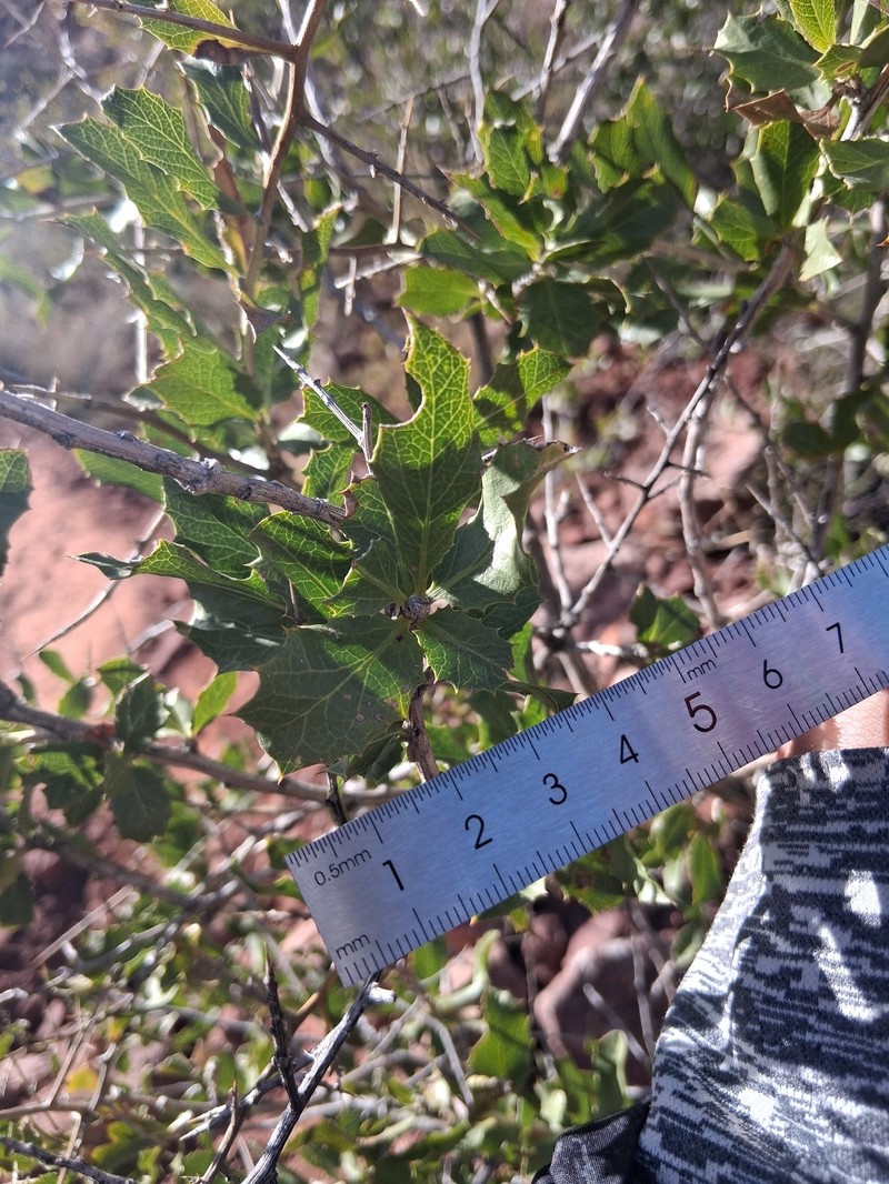 Proustia cuneifolia subsp. mendocina