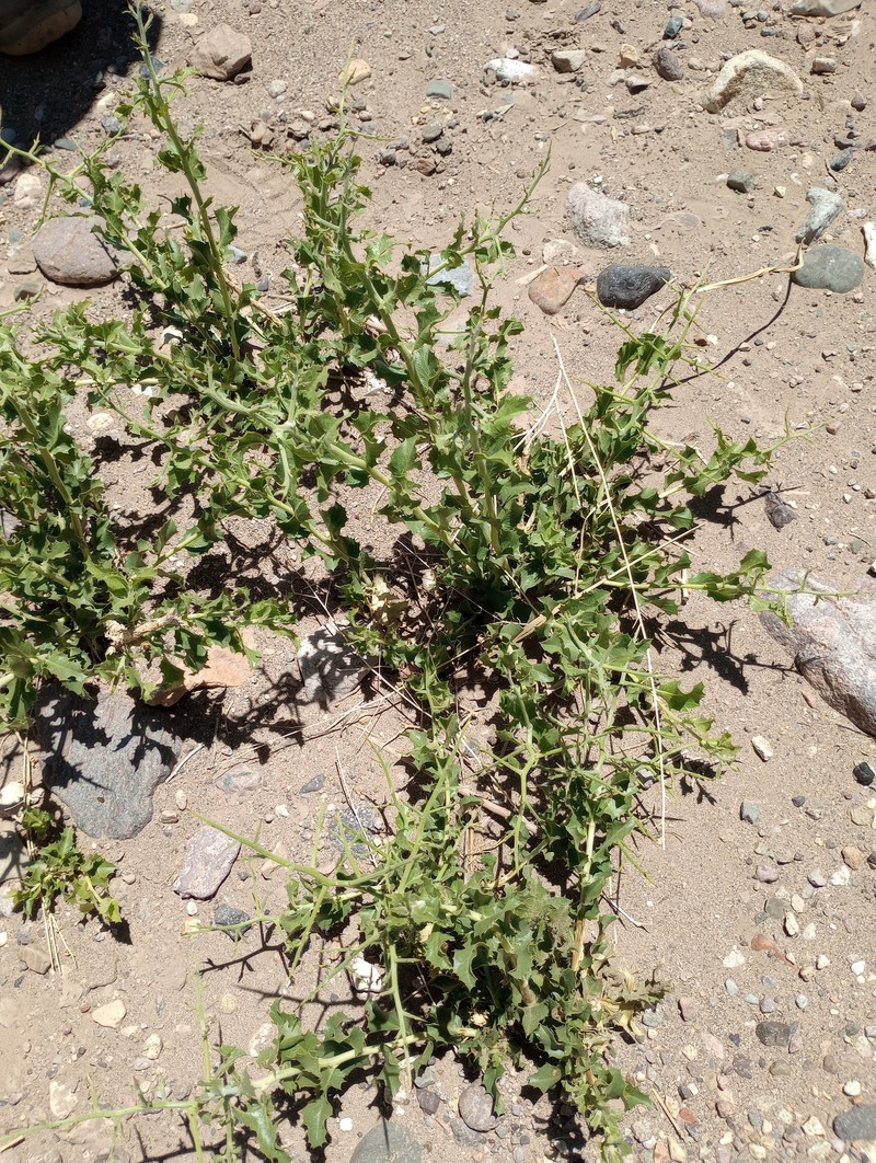 Proustia cuneifolia subsp. mendocina photo 2