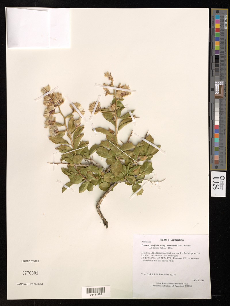 Proustia cuneifolia subsp. mendocina photo 3