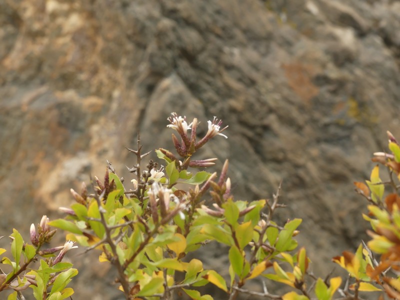 Proustia cuneifolia subsp. tipia