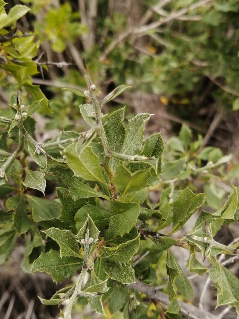 Proustia cuneifolia subsp. tipia photo 2