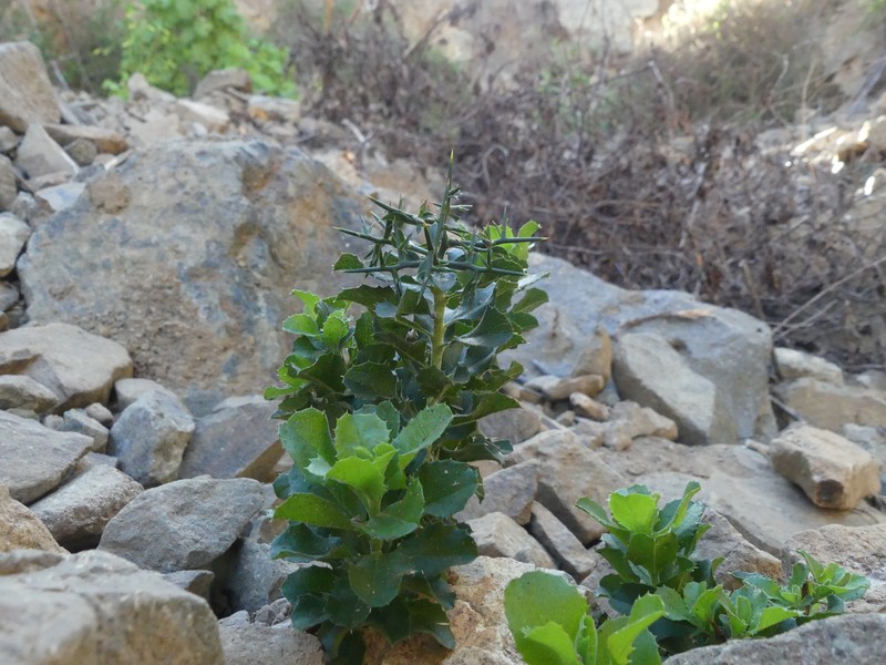 Proustia cuneifolia subsp. tipia photo 3