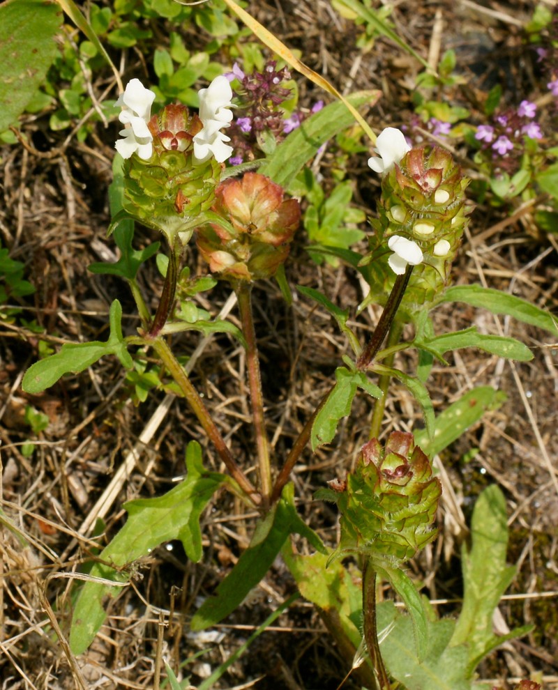 Cutleaf Selfheal photo 4