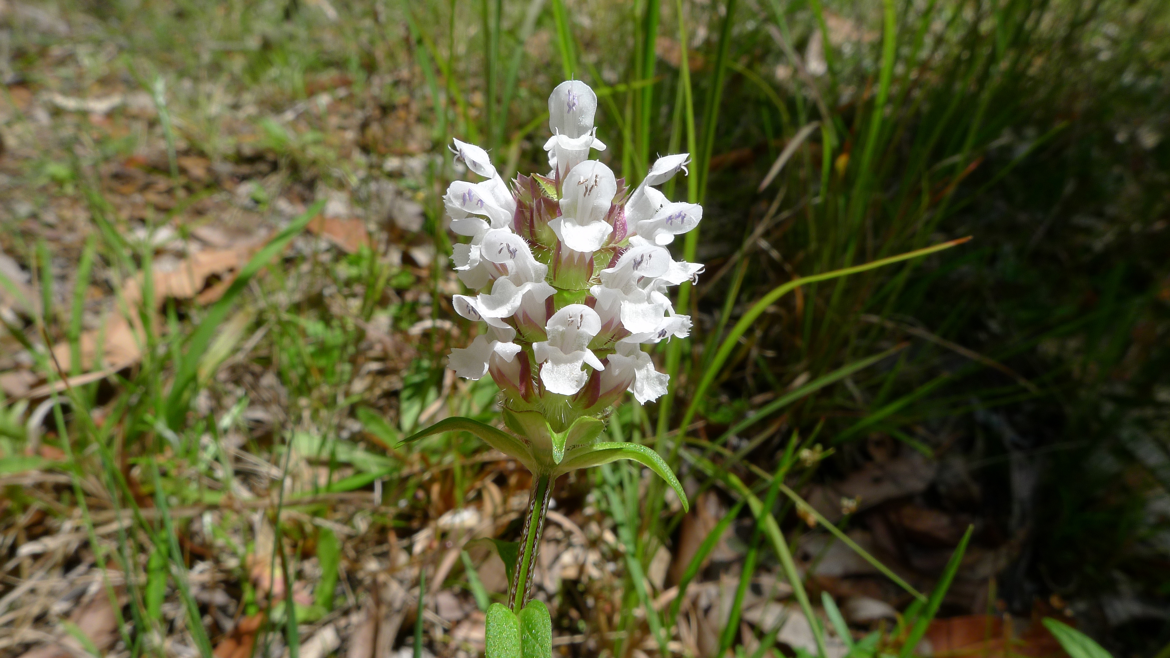 Cutleaf Selfheal photo 5