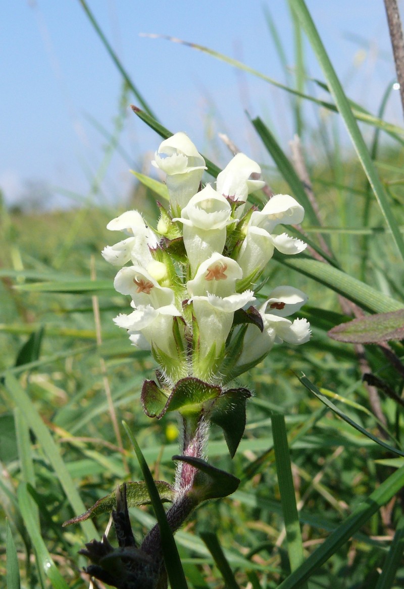 Cutleaf Selfheal photo 2