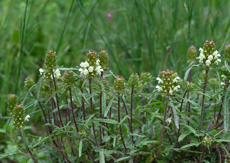 Cutleaf Selfheal photo 6