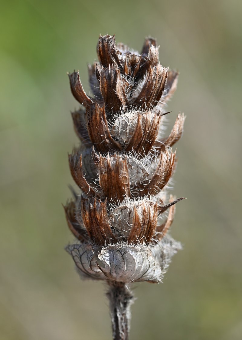 Cutleaf Selfheal photo 7