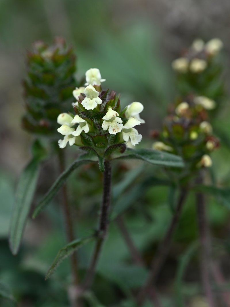 Cutleaf Selfheal photo 8