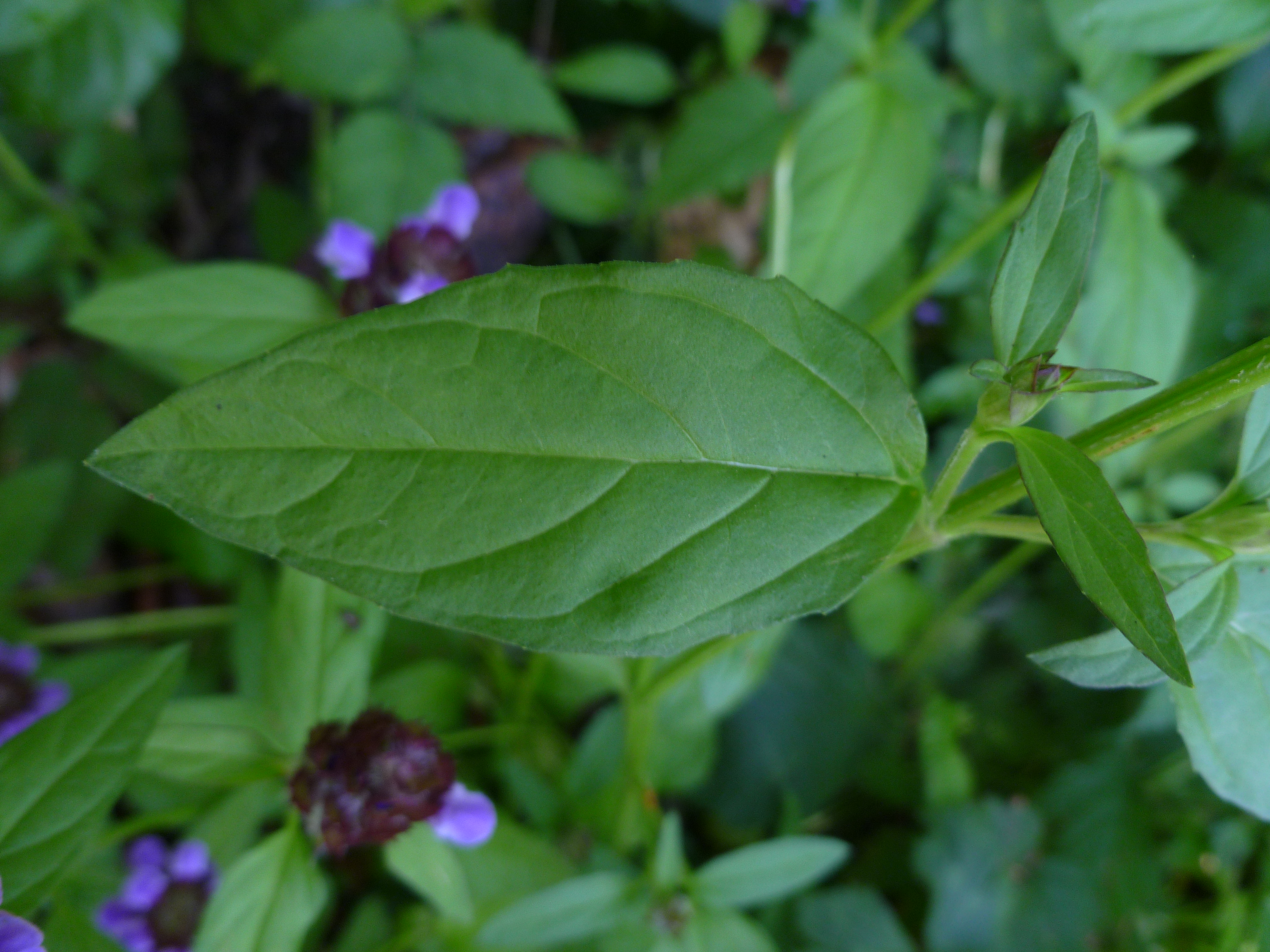 Common Selfheal photo 4