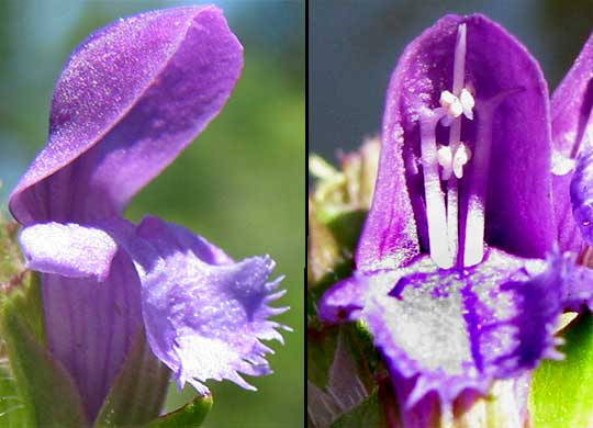 Common Selfheal photo 6
