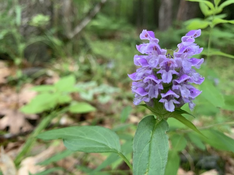 Common Selfheal photo 4