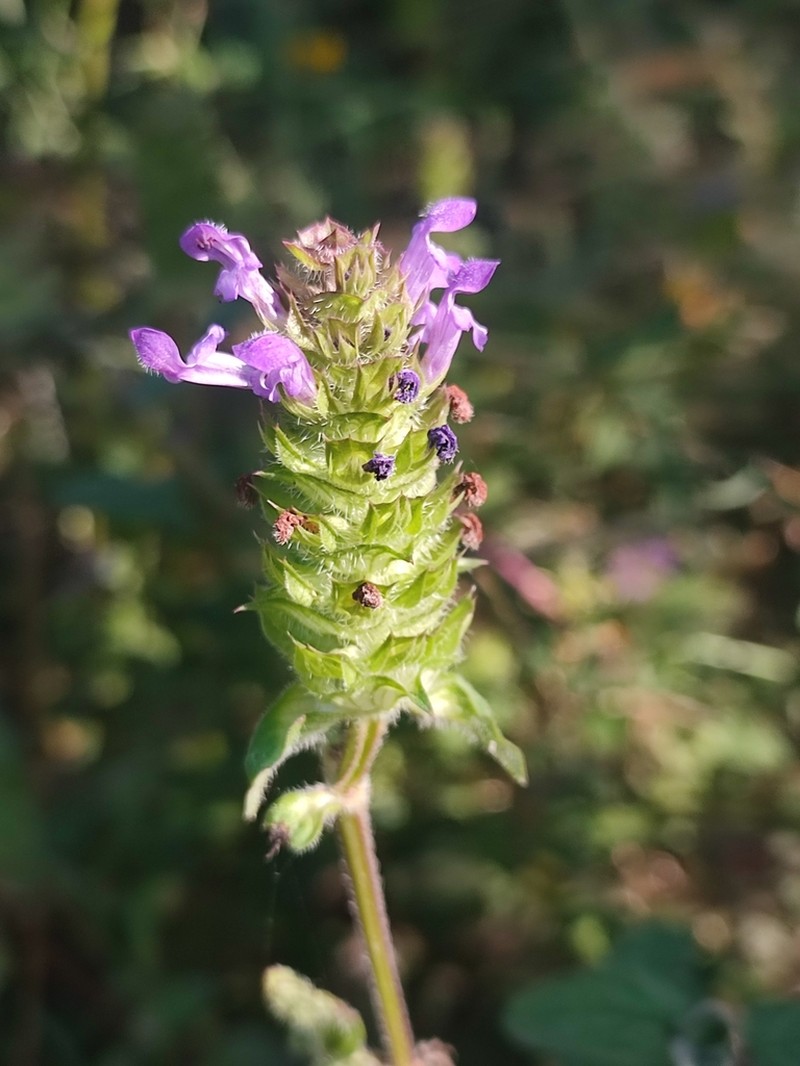 Common Selfheal photo 5