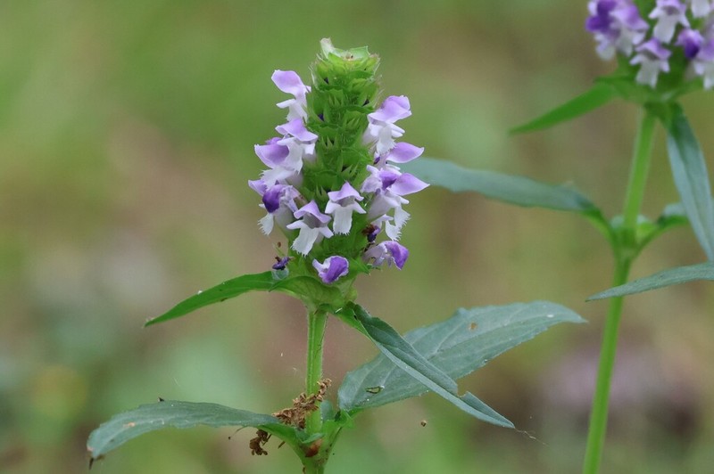 Common Selfheal photo 6