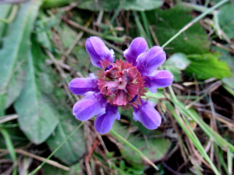 Common Selfheal photo 7