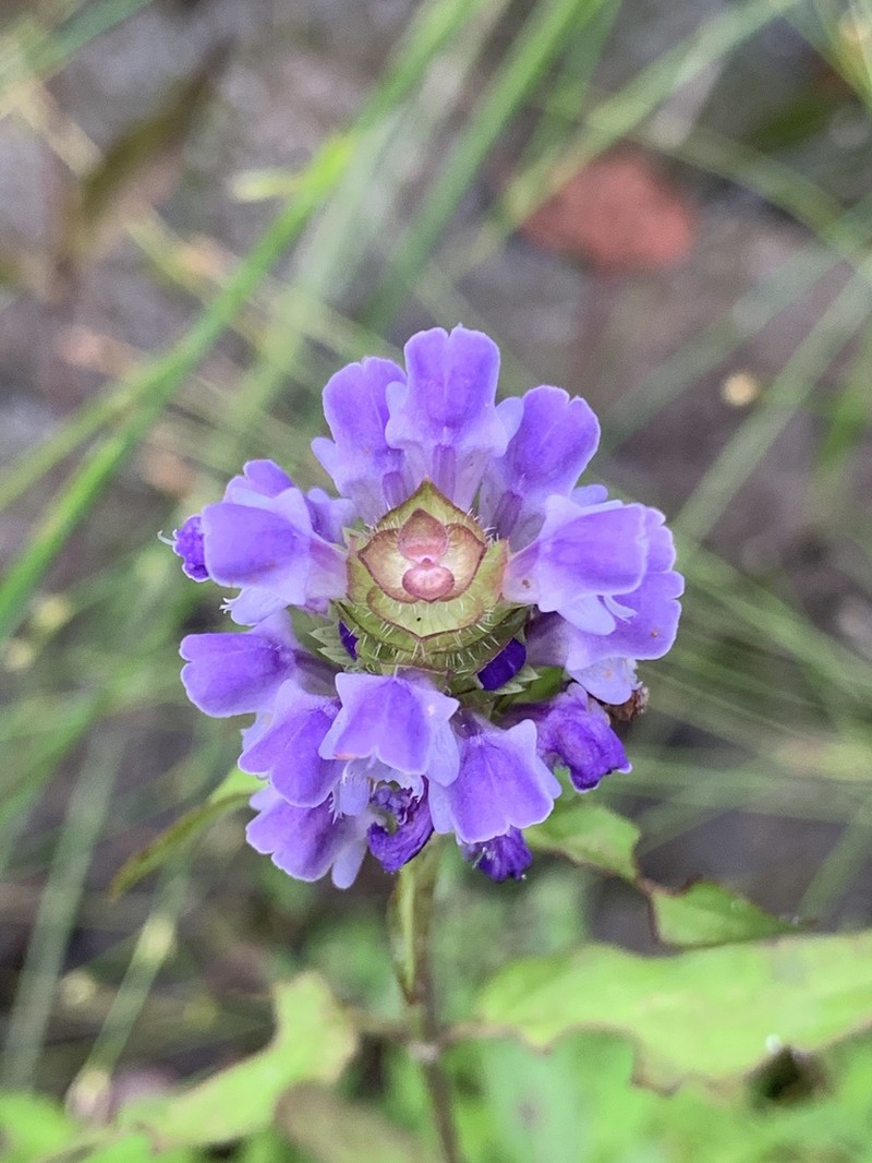 Common Selfheal photo 8