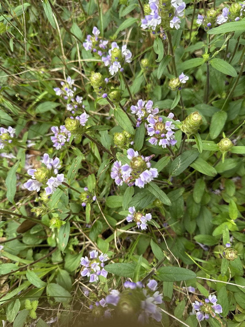 Prunella vulgaris subsp. lanceolata