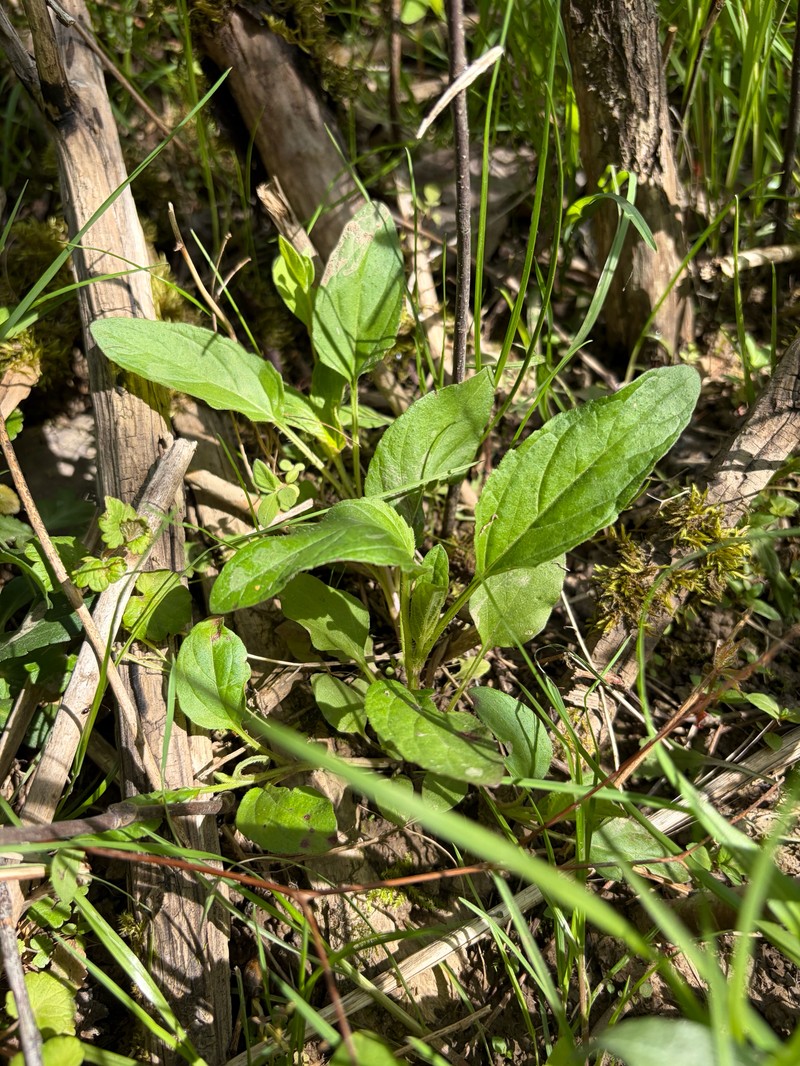 Prunella vulgaris subsp. lanceolata photo 2