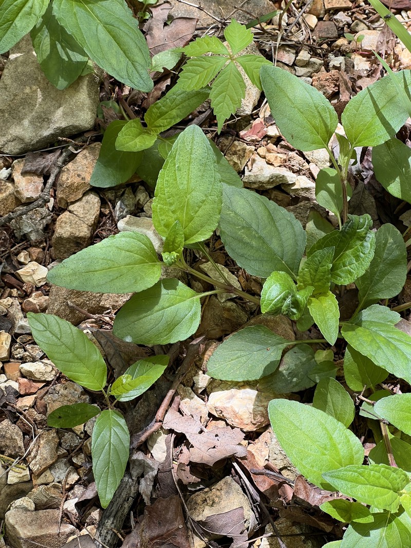 Prunella vulgaris subsp. lanceolata photo 3