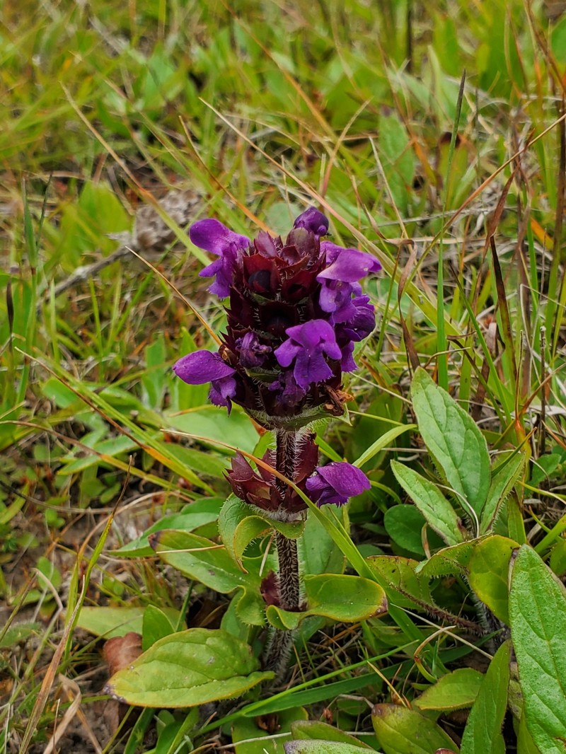 Prunella vulgaris subsp. lanceolata photo 5
