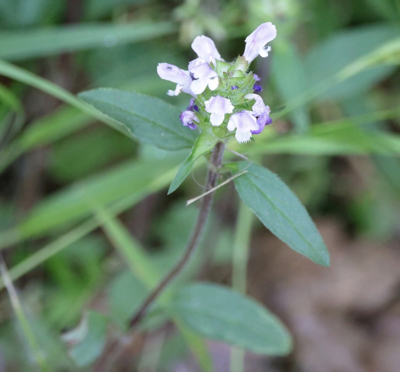 Prunella vulgaris subsp. lanceolata photo 6