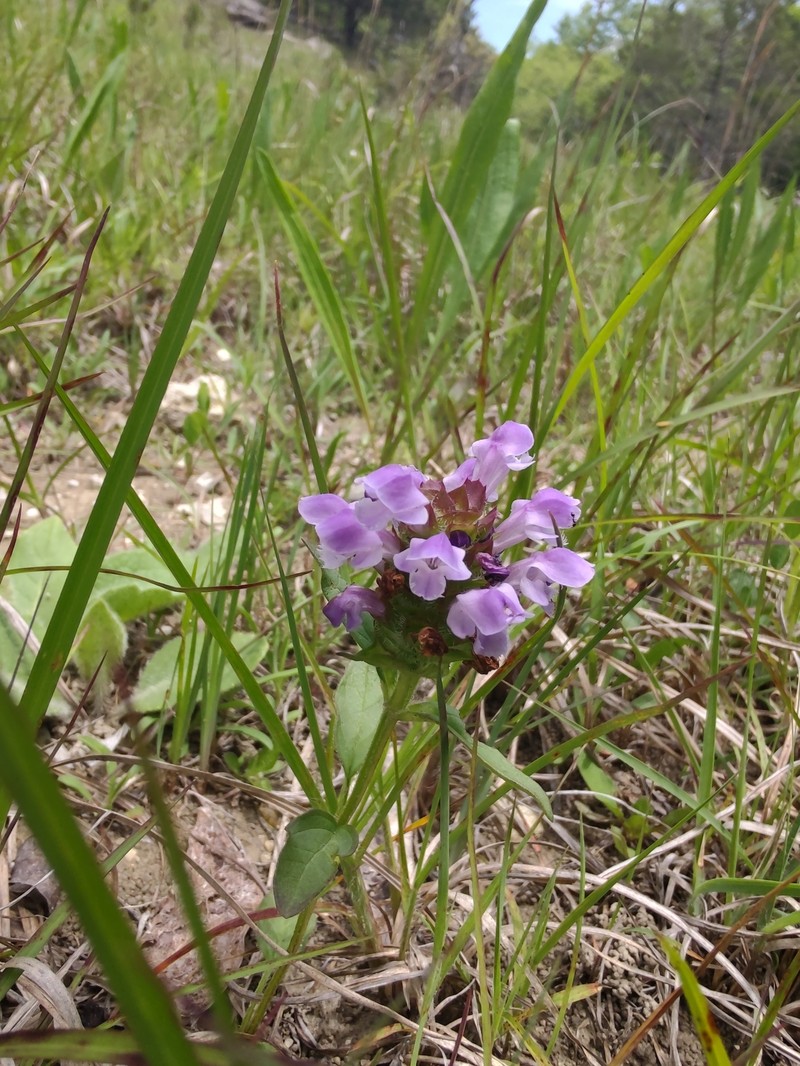 Prunella vulgaris subsp. lanceolata photo 7
