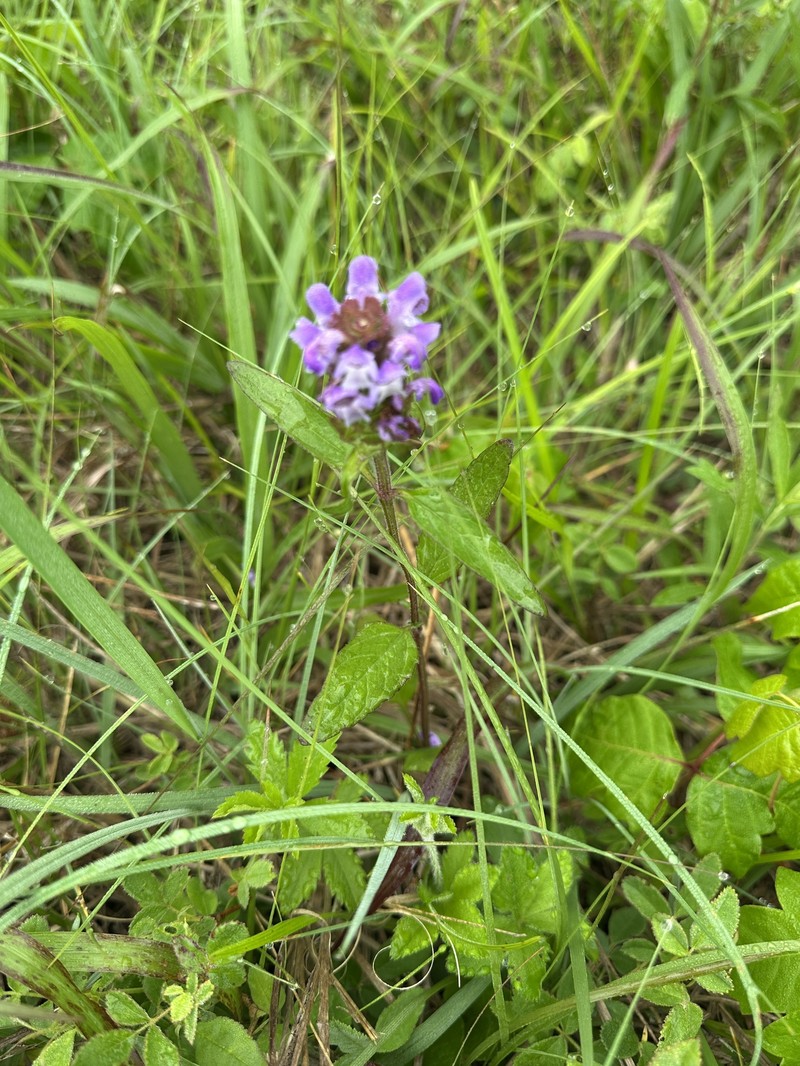Prunella vulgaris subsp. lanceolata photo 8