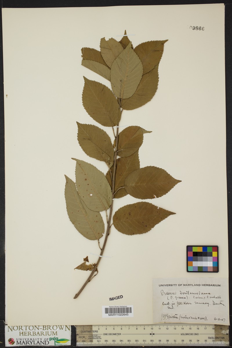 Prunus × fontanesiana