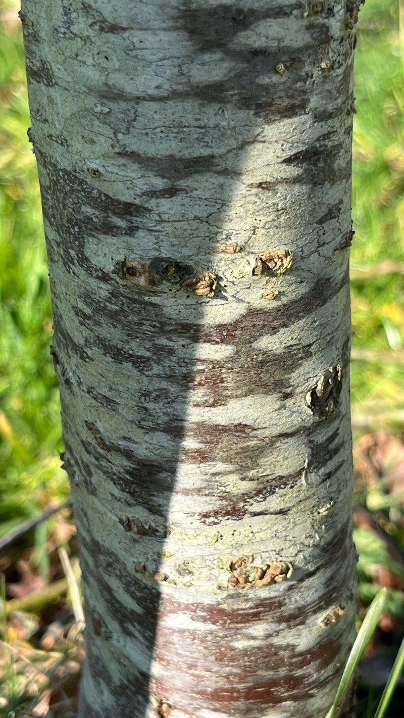Prunus × fruticans
