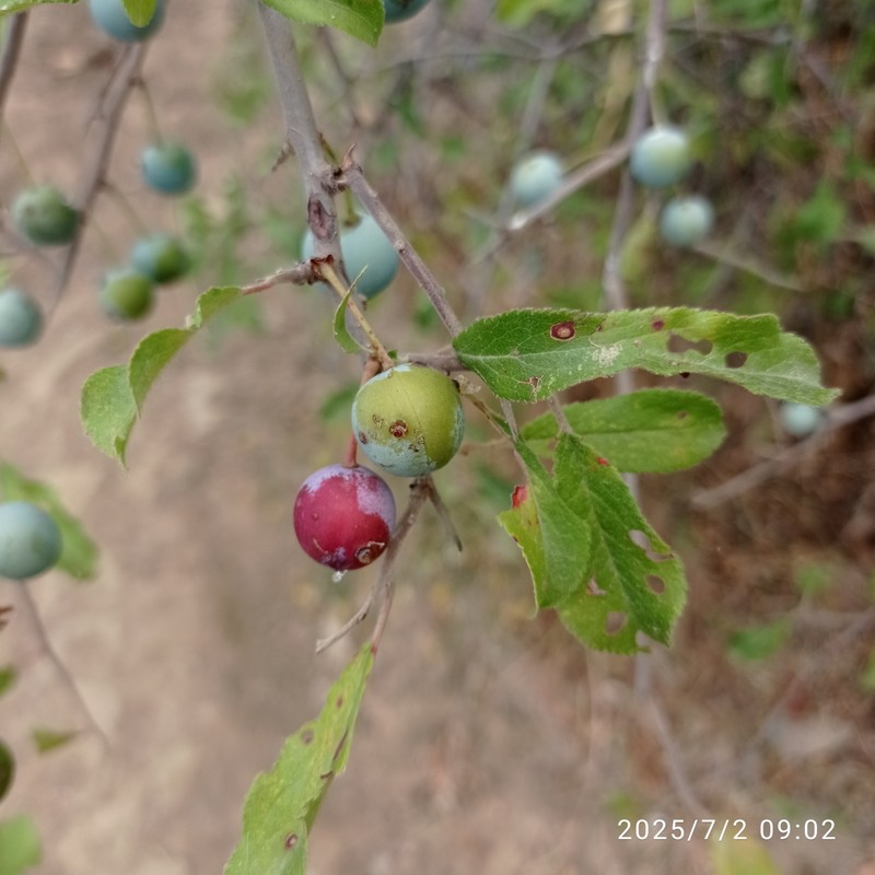 Prunus × fruticans photo 3