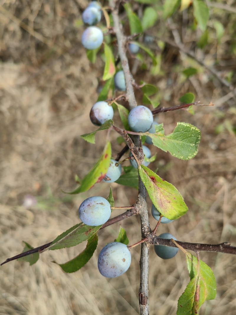 Prunus × fruticans photo 5