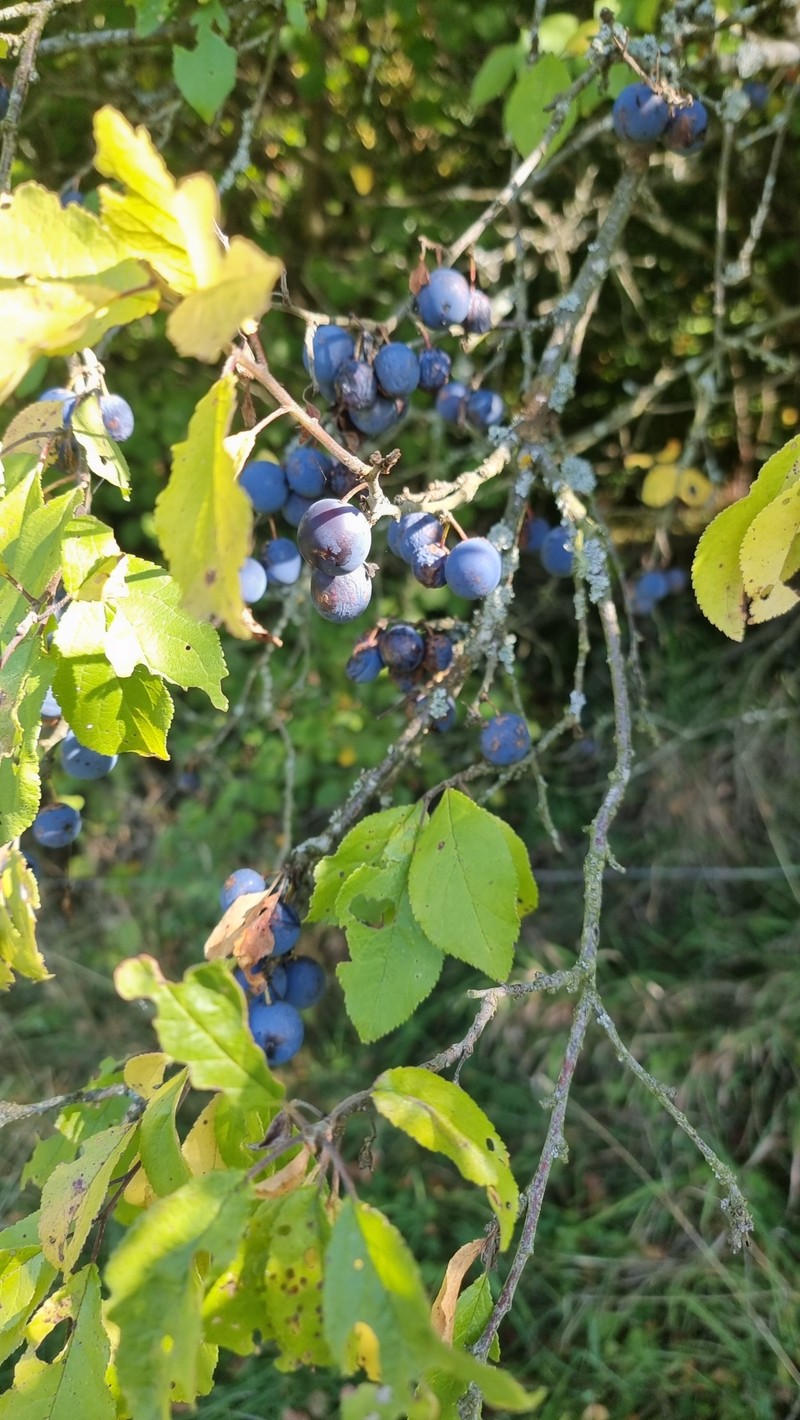 Prunus × fruticans photo 6