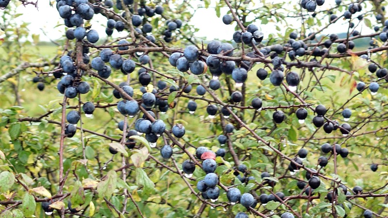 Prunus × fruticans photo 7