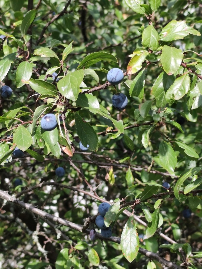 Prunus × fruticans photo 8