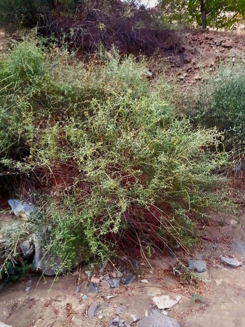 Prunus × keredjensis