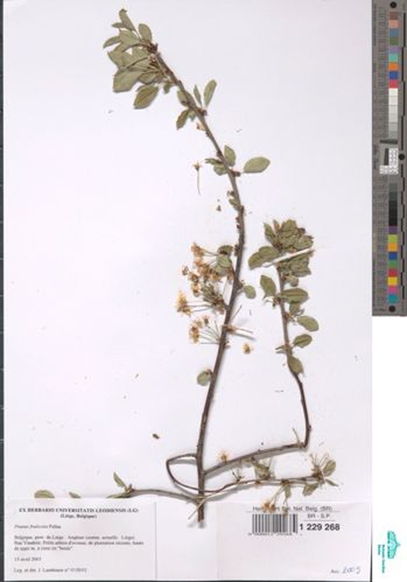 Prunus × miyasakana
