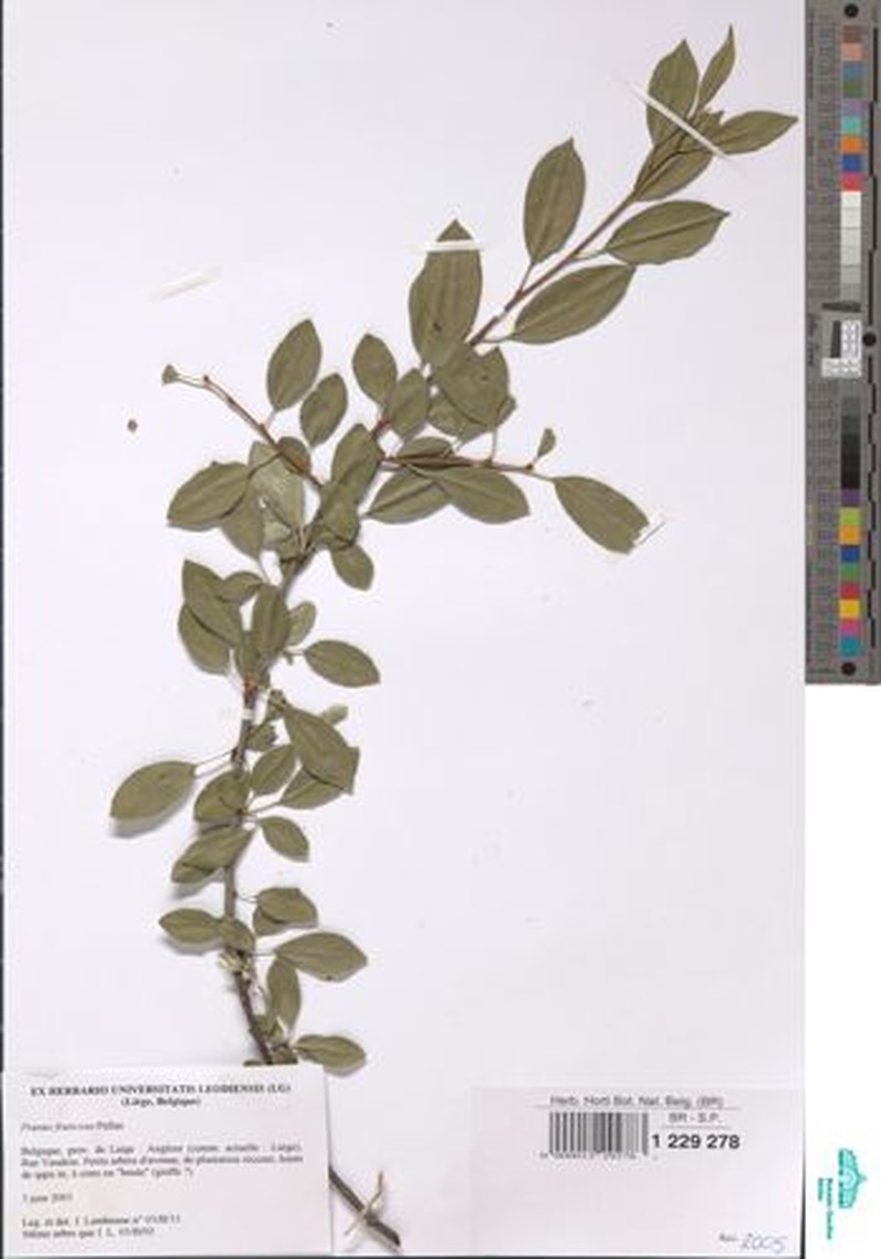 Prunus × miyasakana photo 2