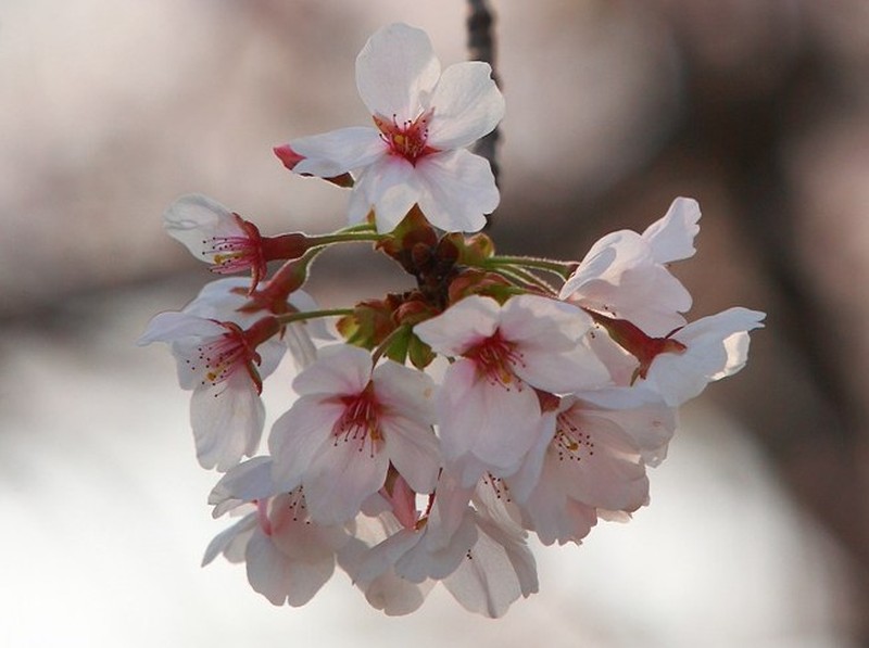 Prunus × nudiflora