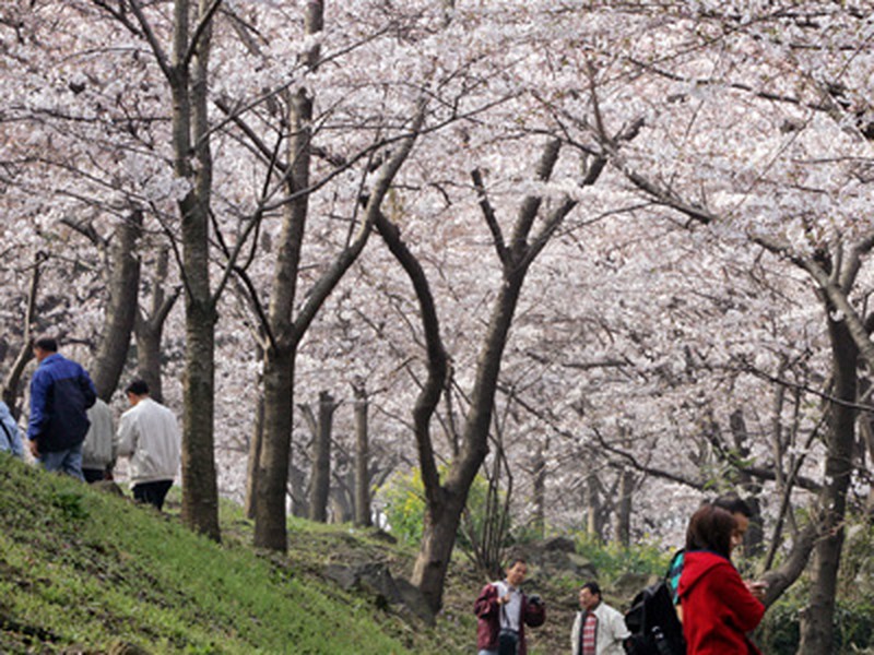 Prunus × nudiflora photo 3