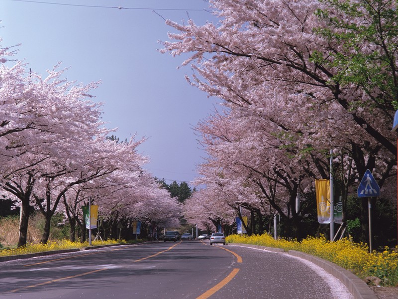Prunus × nudiflora photo 5