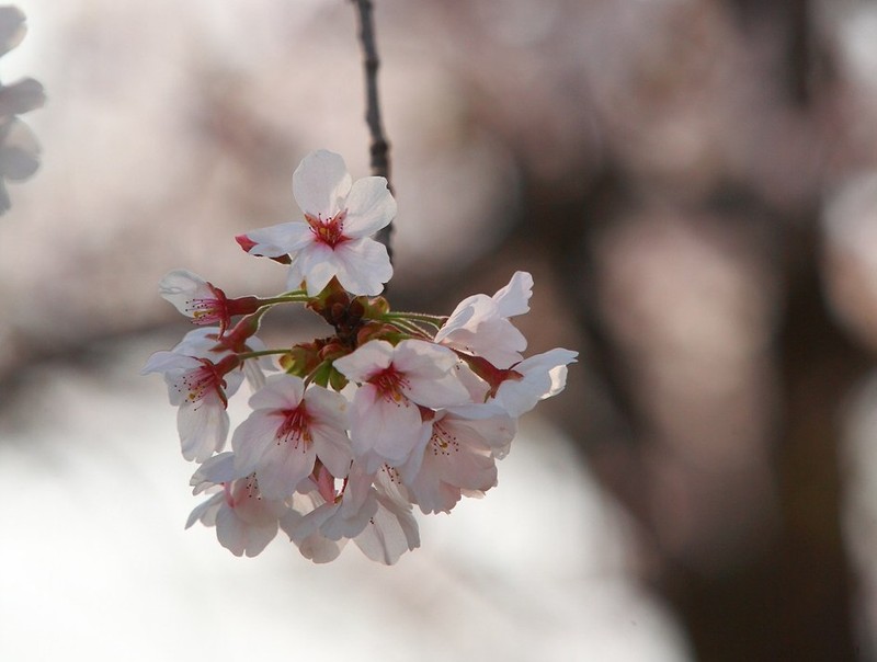 Prunus × nudiflora photo 7