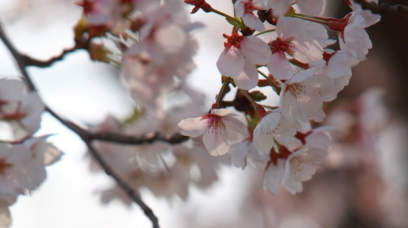 Prunus × nudiflora photo 8