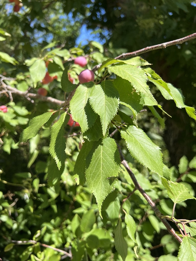 hybrid plum