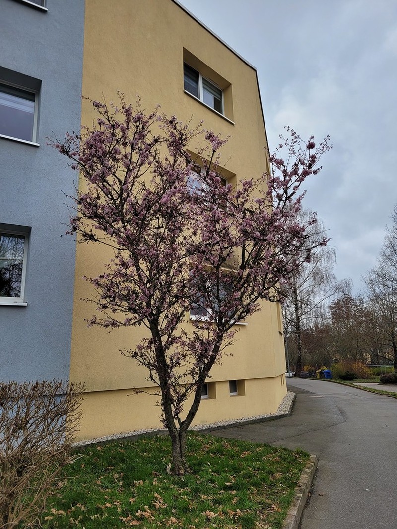 Winter-Flowering Cherry
