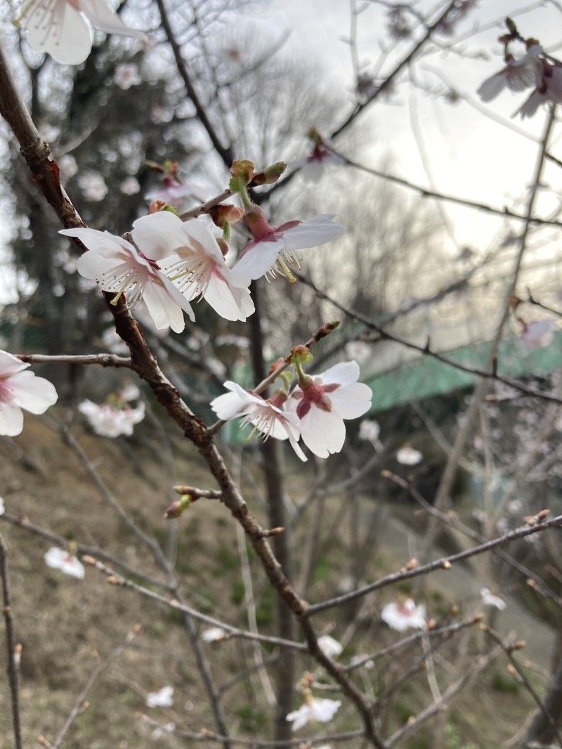 Winter-Flowering Cherry photo 2