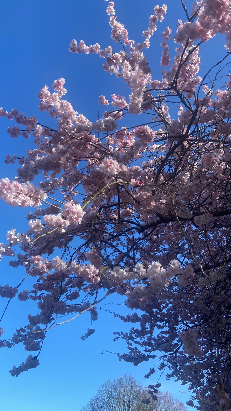 Winter-Flowering Cherry photo 3